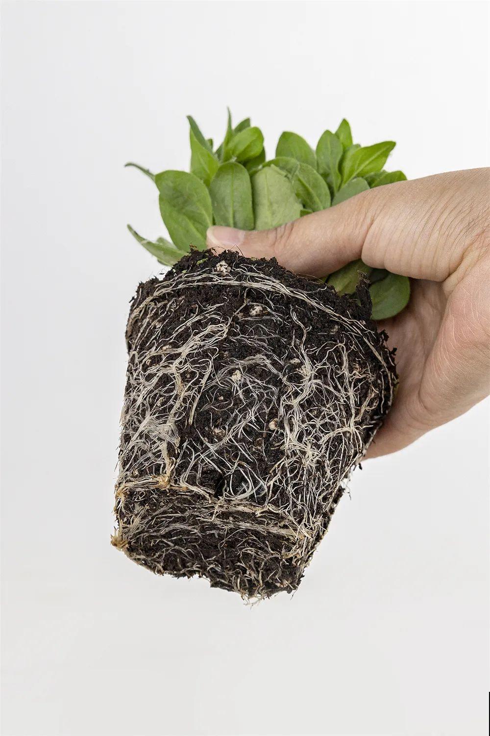 养盆矮牵牛,狠心剪几刀,轻松爆开满盆花,小阳台最爱! 养盆矮牵牛,狠心剪几刀,轻松爆开满盆花,小阳台最爱!