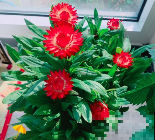 一盆年宵花就5块钱，还特别好养，不买就要吃亏