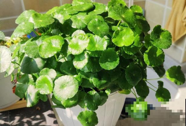 1种草薅一把插水里,3天生根7天长叶,满盆绿油油 1种草薅一把插水里,3天生根7天长叶,满盆绿油油