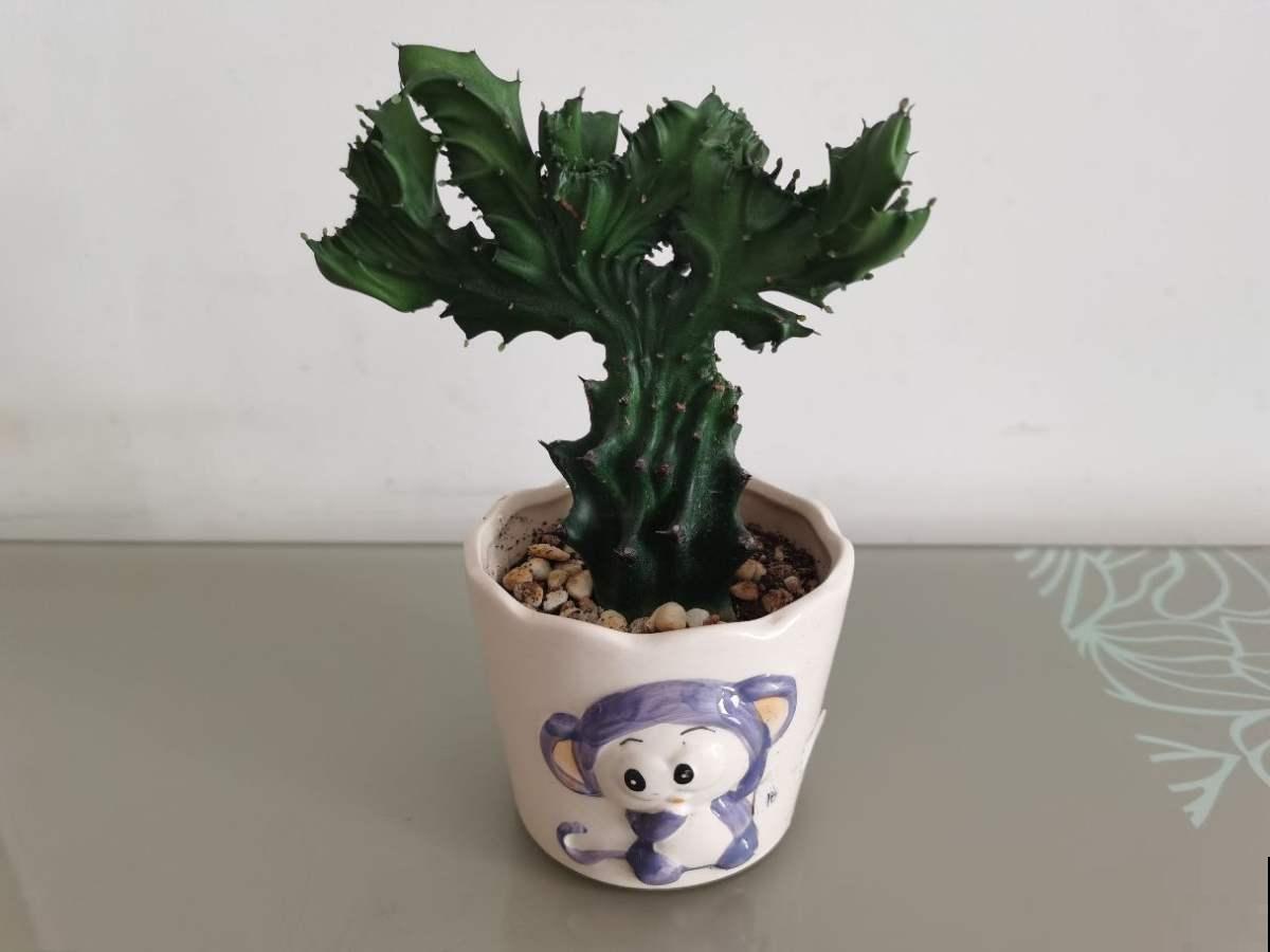 家里地方大的，可以养盆“树形多肉”，养的越大越值钱