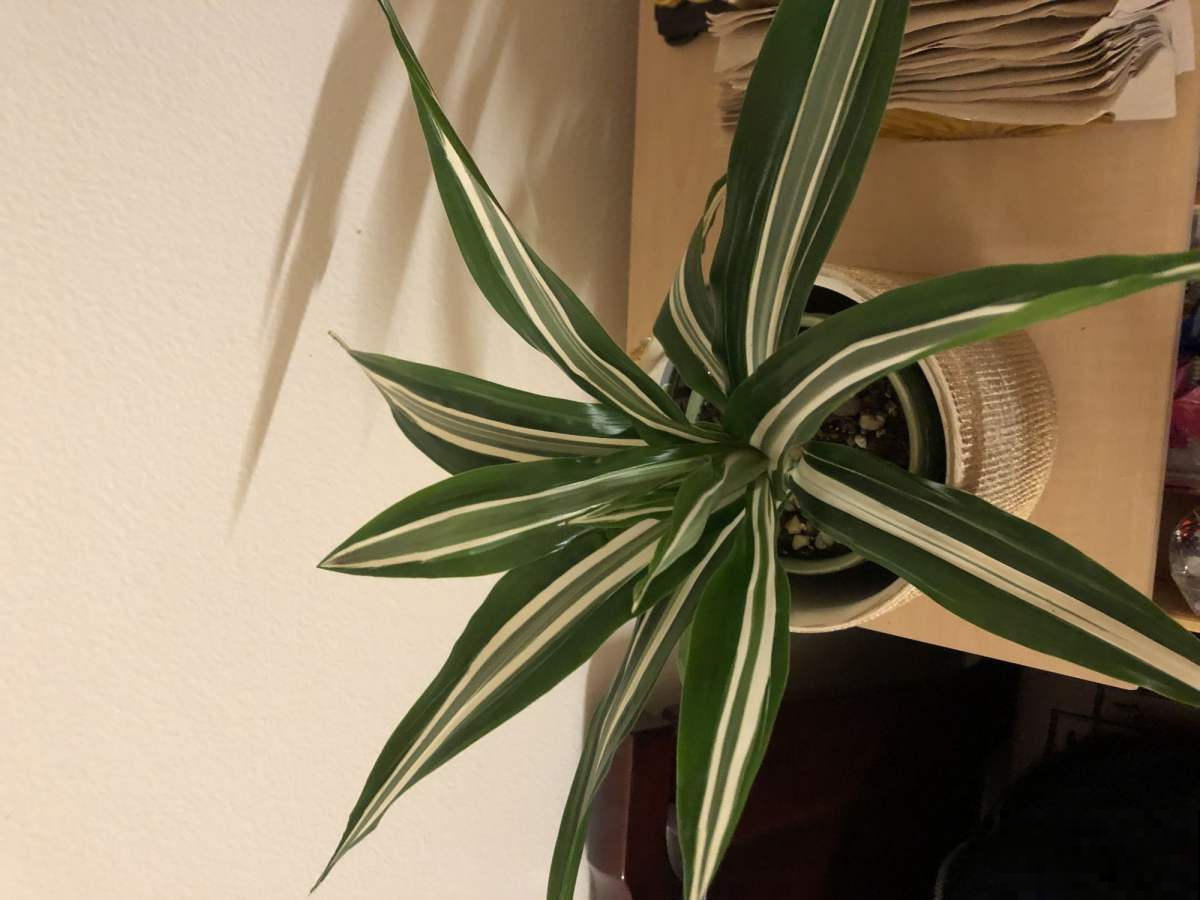 吊兰长得“半死不活”，狠心直接咔嚓掉，1个月疯长爆盆