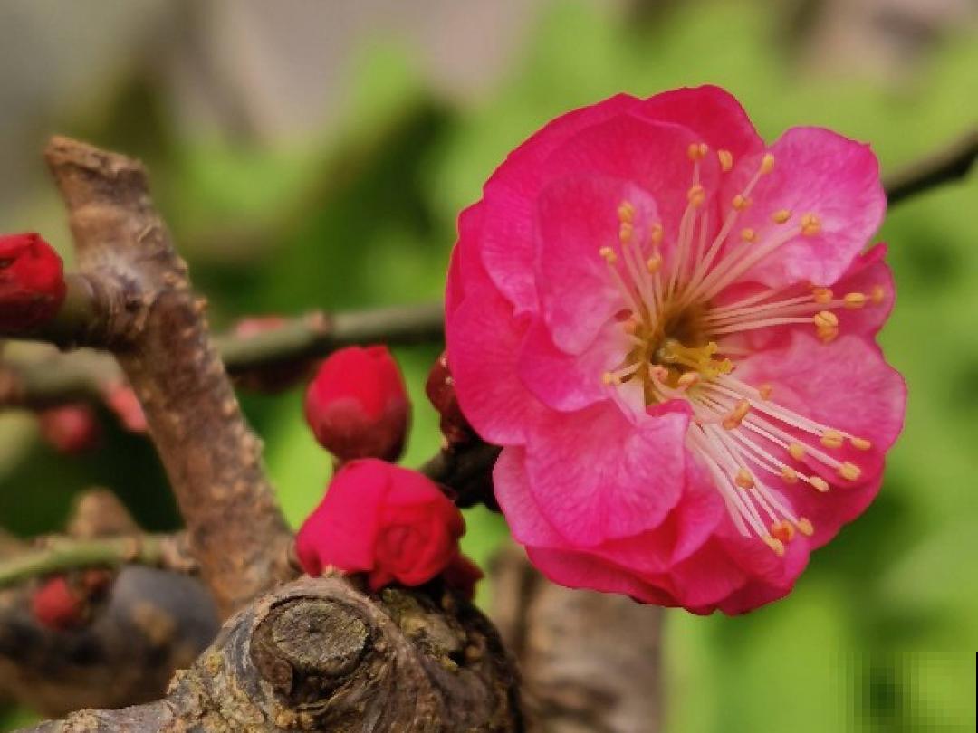 大花蕙兰太贵,掉个花苞都心疼,快来注意这3点! 大花蕙兰太贵,掉个花苞都心疼,快来注意这3点!
