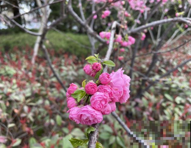 紫红色的花有很多，最常见的5种，你喜欢那种