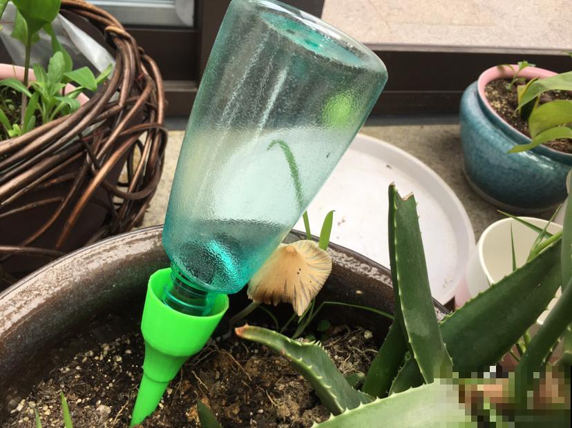 3种“养花神器”,实际上就是养花绊脚石,买了就是浪费钱 3种“养花神器”,实际上就是养花绊脚石,买了就是浪费钱