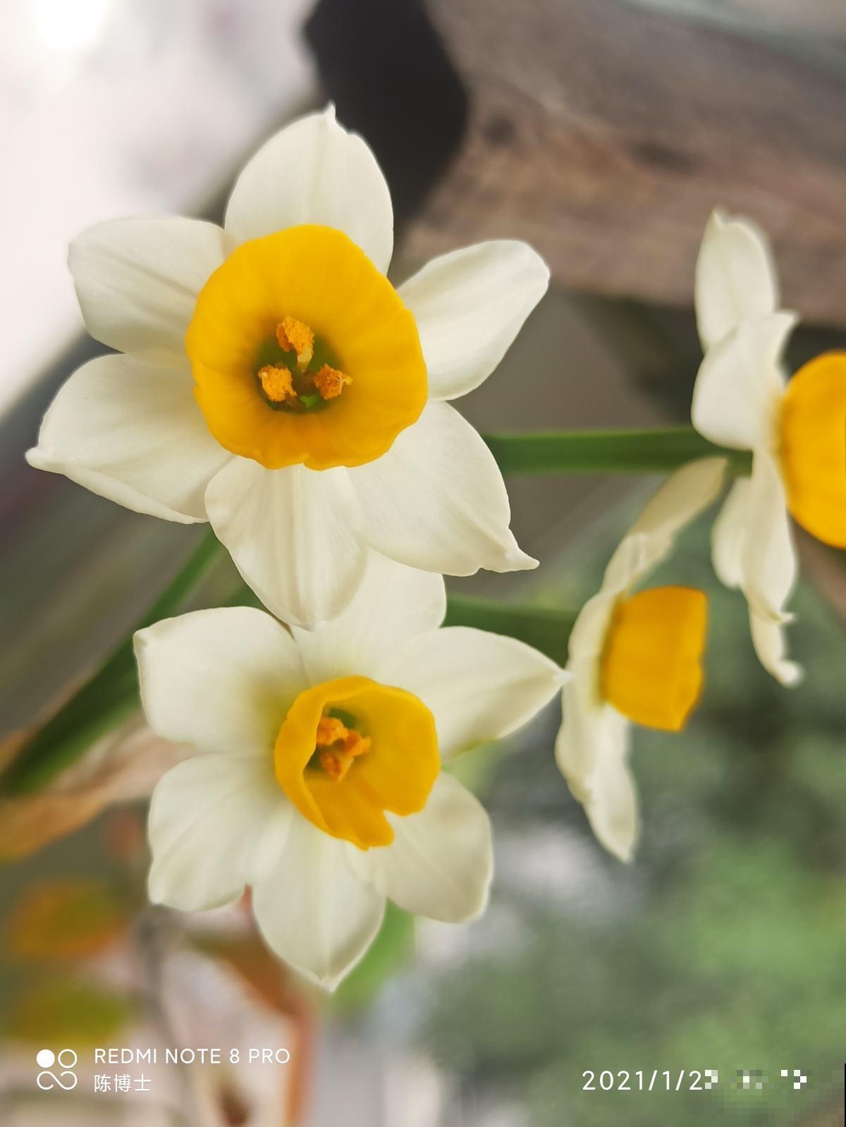 能净化空气的4种花，春天养正合适，还省了香水钱