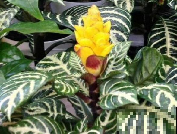 斑马绿植样子好看，家里养殖注意这5点，改善室内环境