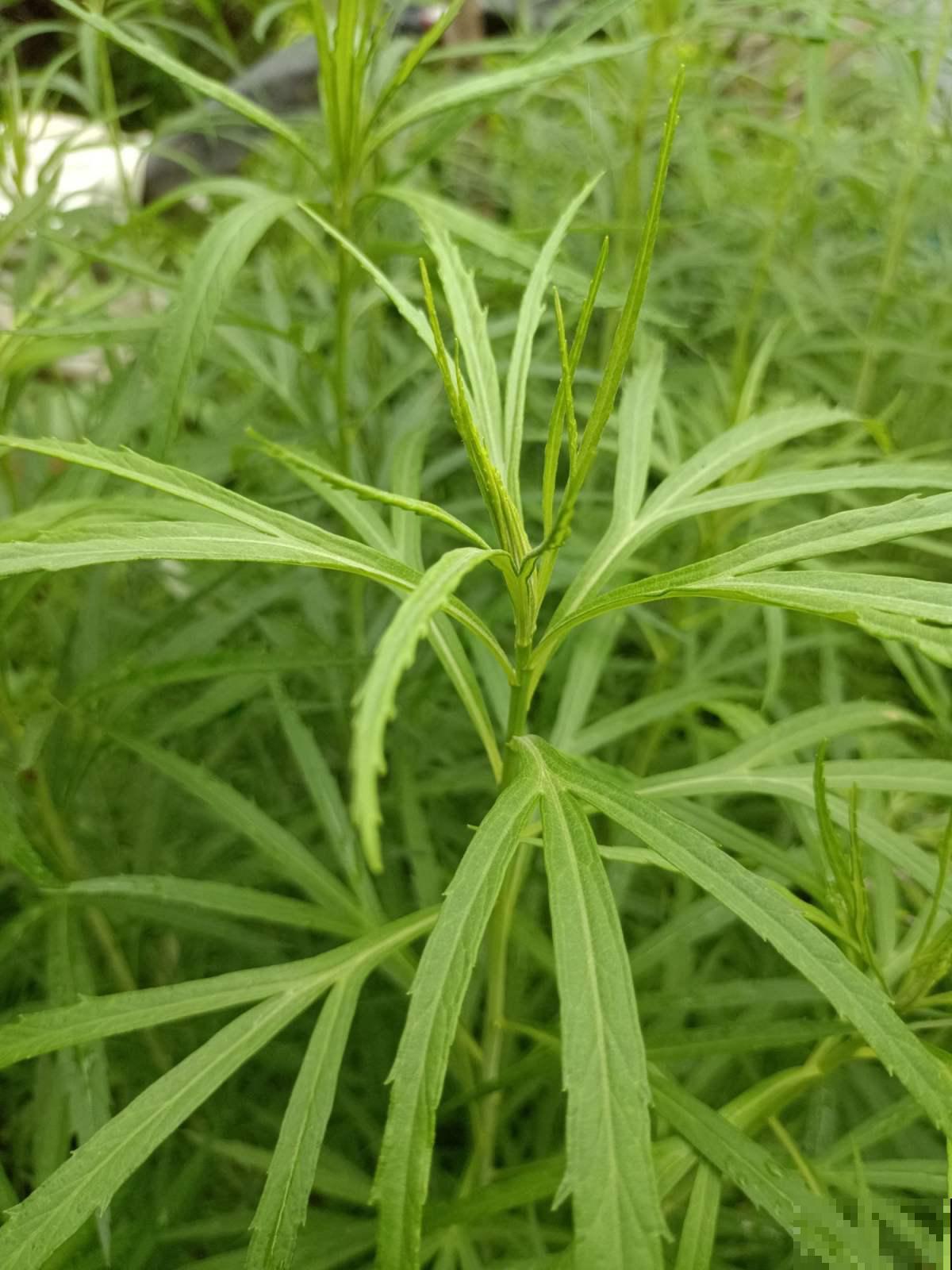 春天必吃的6种野菜,鲜味飘满屋,错过要再等一年 春天必吃的6种野菜,鲜味飘满屋,错过要再等一年