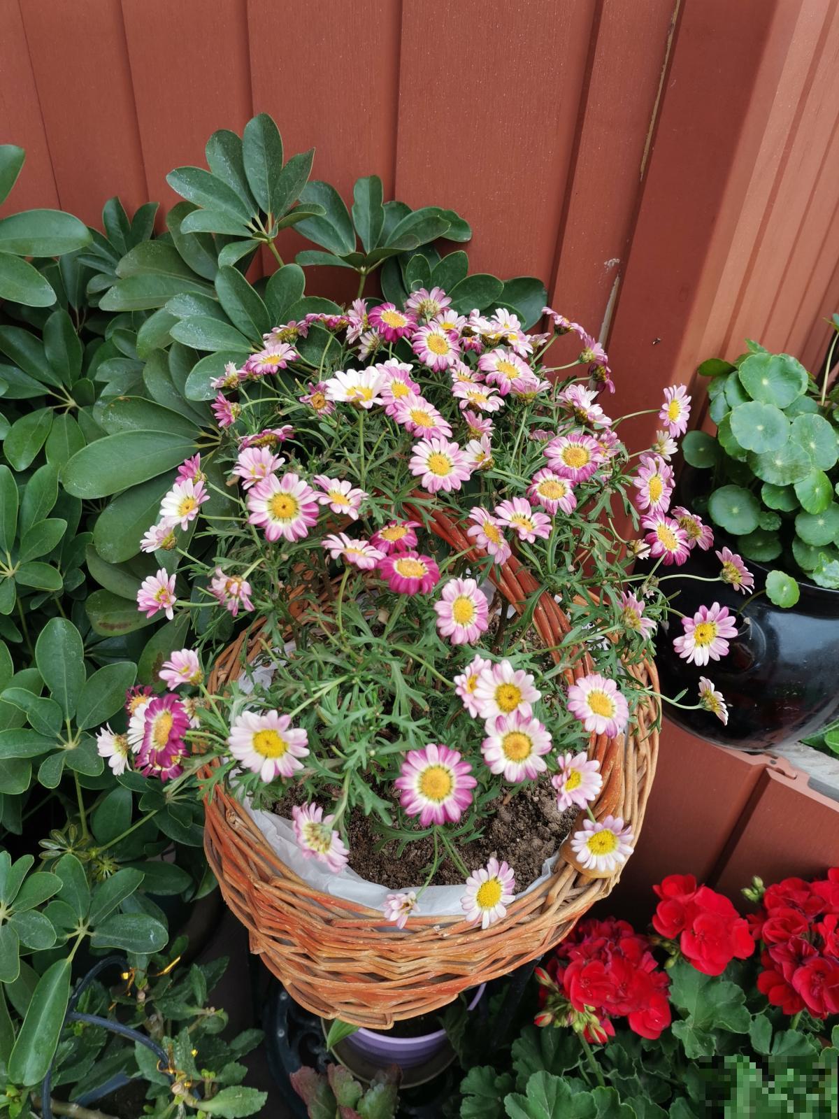 4种适合春天养的“懒人花”,越“贱养”越爆花,气质十足有格调 4种适合春天养的“懒人花”,越“贱养”越爆花,气质十足有格调