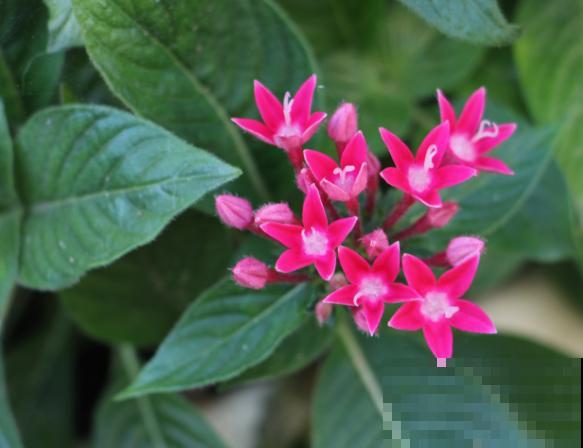 家里养盆五星花，这5点要知道，注意好开花旺盛