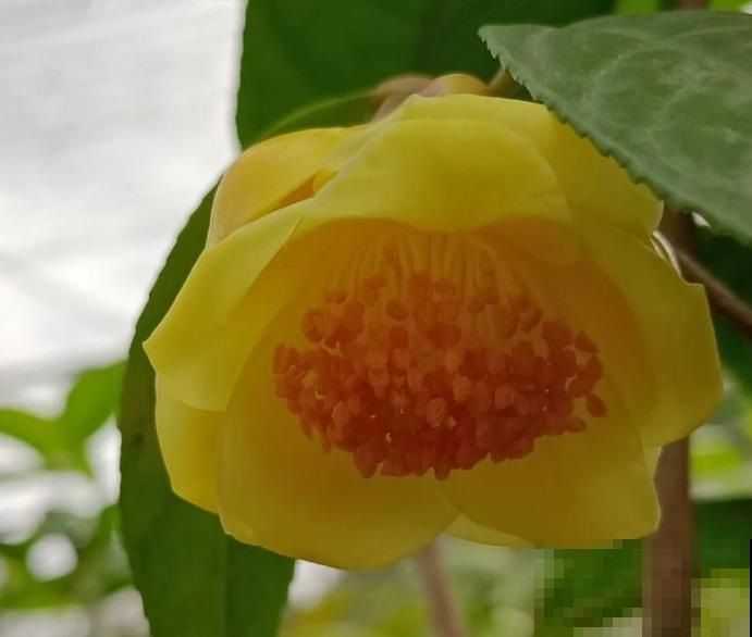 几百块的贵货花,突然全黄叶,真令人心疼 几百块的贵货花,突然全黄叶,真令人心疼