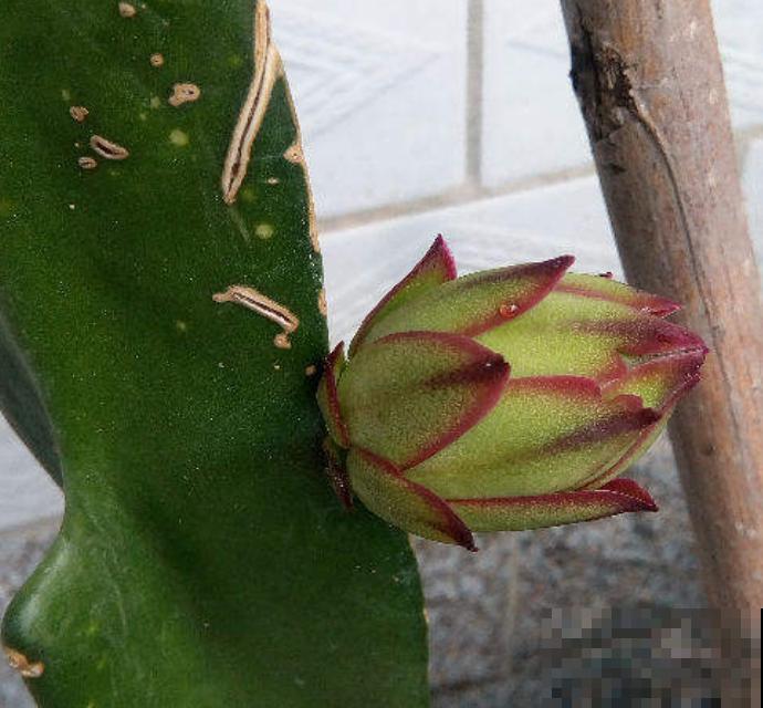 火龙果枝条长满“锈斑”,一定要重视,不然全烂了 火龙果枝条长满“锈斑”,一定要重视,不然全烂了