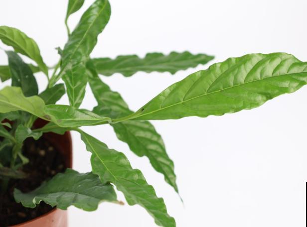 垂丝茉莉要想早点开花，注意这3点，一两年苗也能开花