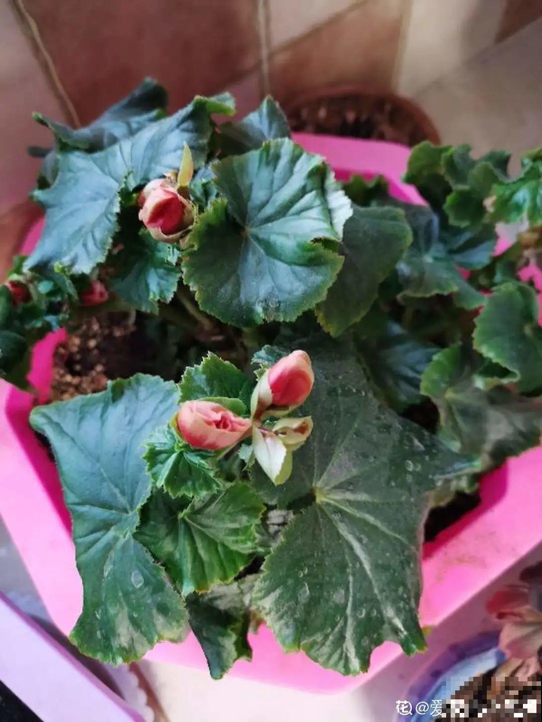 年宵花提前开败,扫兴还“不吉利”,学1招,才能延长花期! 年宵花提前开败,扫兴还“不吉利”,学1招,才能延长花期!