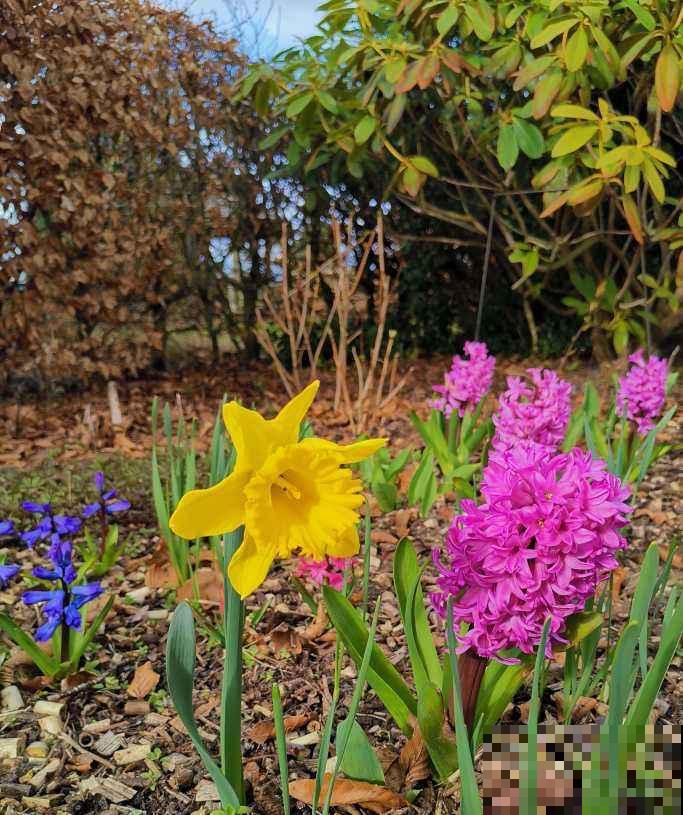 30种春天的路边花，都很常见，却很少知道叫什么