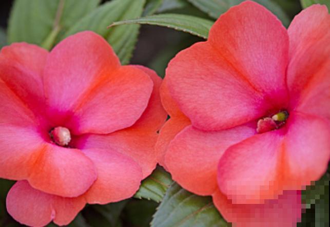 植物种子传播，主要有这5种方式，快来了解一下