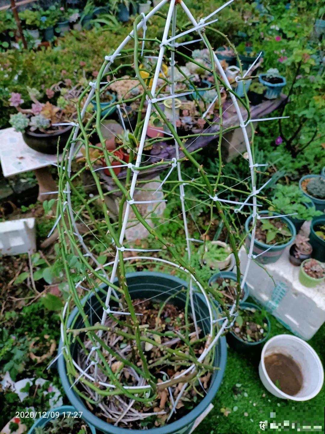 花园三剑客也要换盆,越冷长得越旺,明年呼呼开花 花园三剑客也要换盆,越冷长得越旺,明年呼呼开花