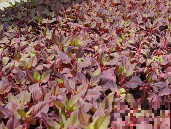 这5种植物颜色很好看，名字却不一样，快来看看你认识哪几种