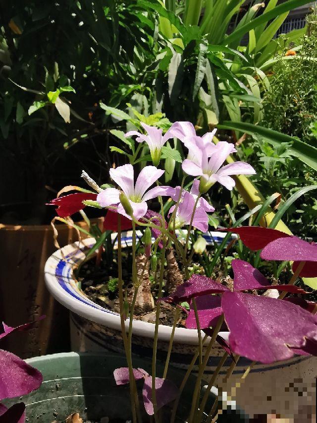 4种“小花”，可爱又好看，放在窗台正合适