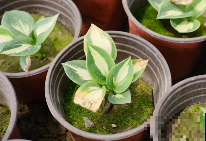 玉簪花在家扦插，注意这4点，生根很快