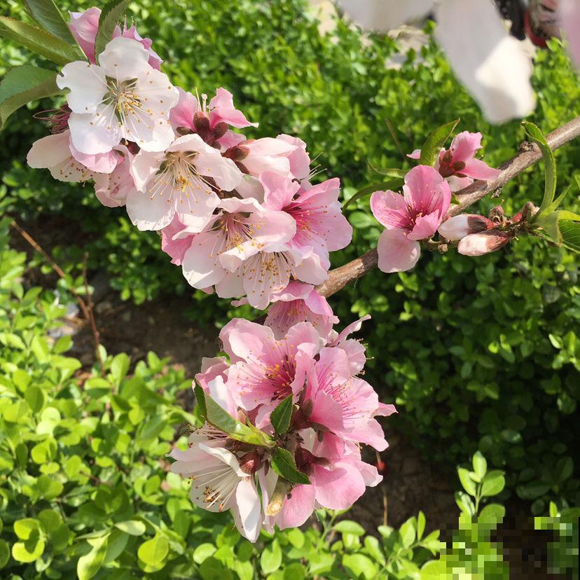 5种花，早春呼呼冒花苞，就适合现在养