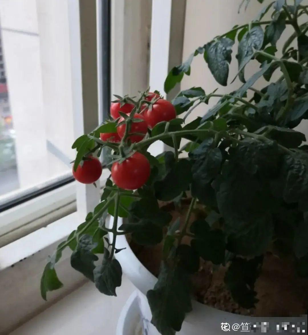 家里养盆圣女果,酸甜可口随意吃,新手也能养爆盆! 家里养盆圣女果,酸甜可口随意吃,新手也能养爆盆!