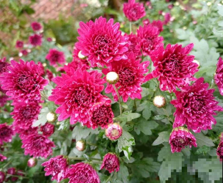 一把肥料撒土里，满盆开出菊花，花多得不见叶，太爆盆