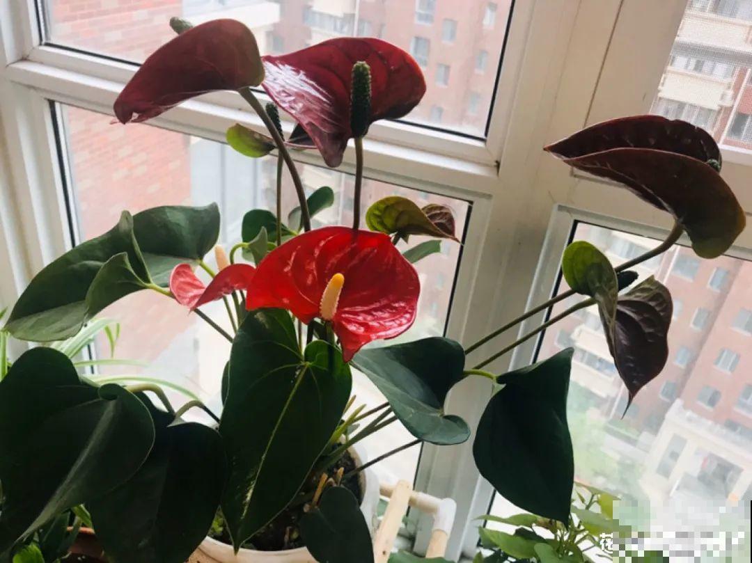 9种花不能暴晒，晒得越多花越不好，找阴凉地养