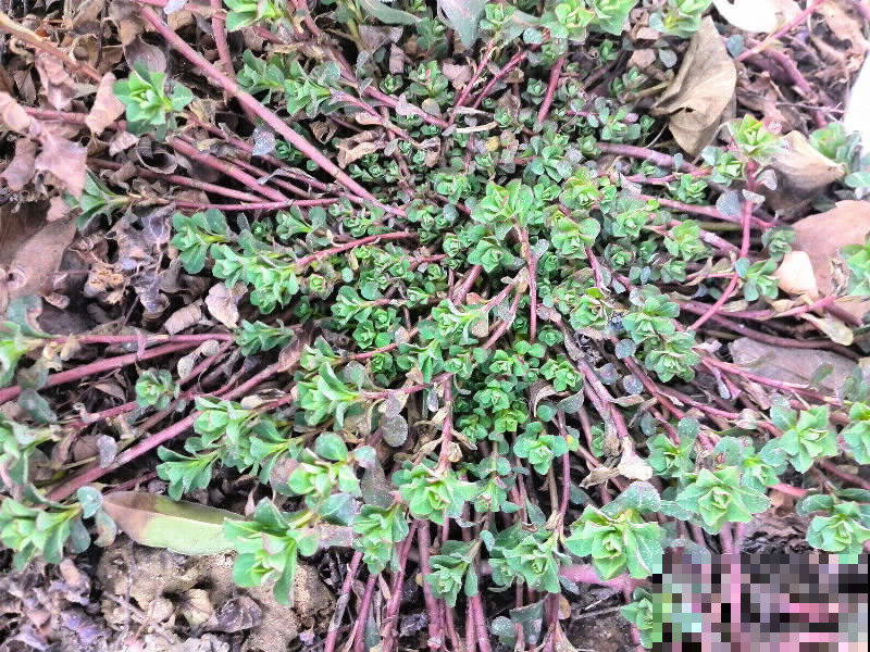 春天路边开满花，30种花能认识一半，就是植物大神