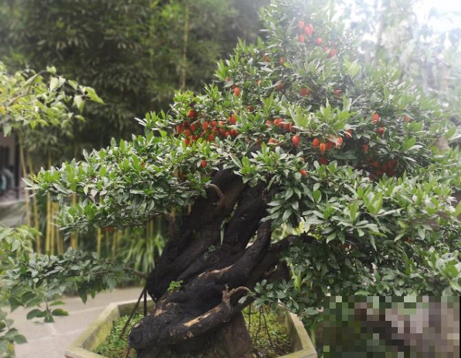 天生有“富贵命”的花，养在家里有招财好兆头，还能结出满树果