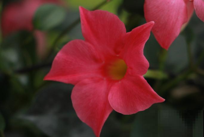 养了一年的飘香藤不开花，居然是4个要点没注意，还好及时发现