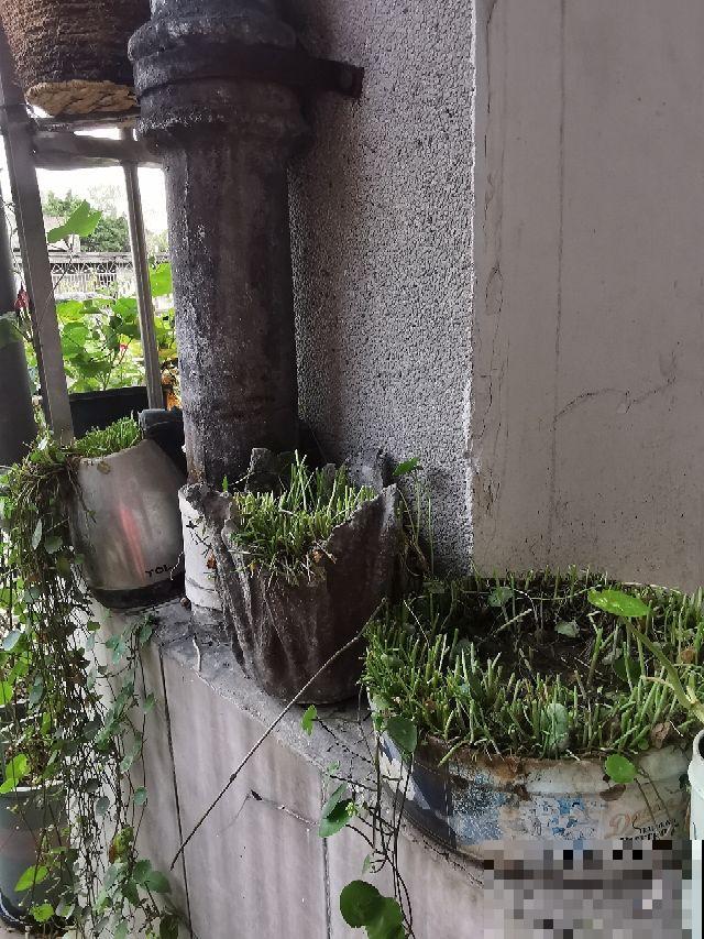 很难养死的5种花,想养死也不简单,你养死过几种? 很难养死的5种花,想养死也不简单,你养死过几种?