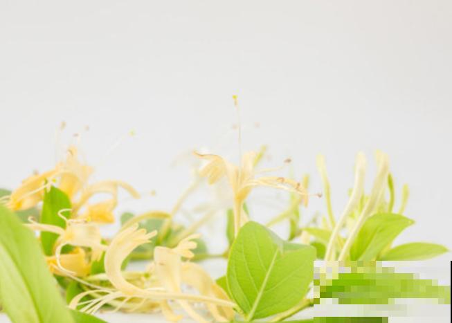 盆栽金银花，老是黄叶掉叶，主要和这4点有关