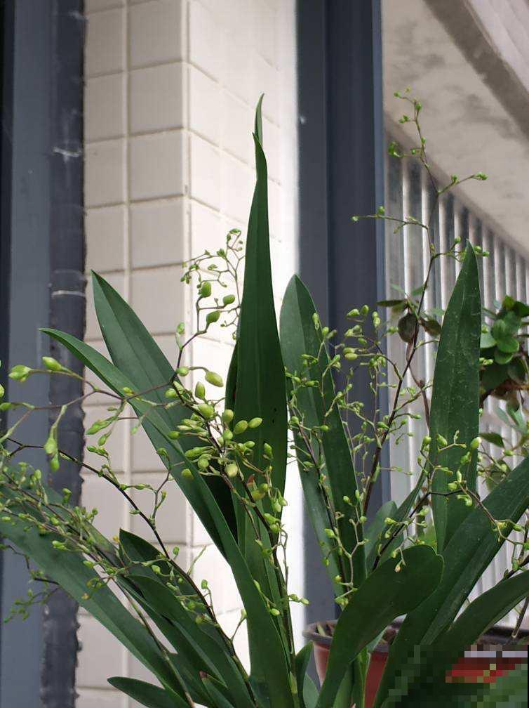 冬天就养4种“硬气花”，天冷冻一冻，开花格外多