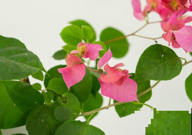养殖三角梅，扦插想成功，这5点要记住