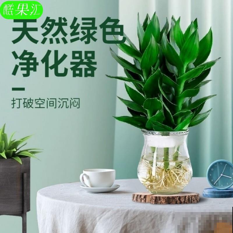 富贵竹叶子发黄别着急，学会这4点，状态会更好