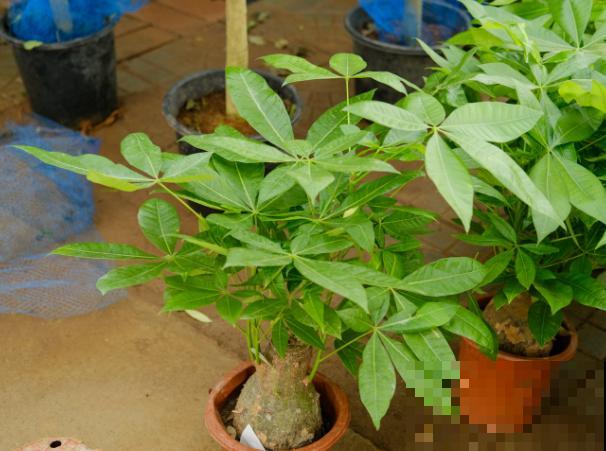 夏天养殖发财树，注意这4点，轻松养好