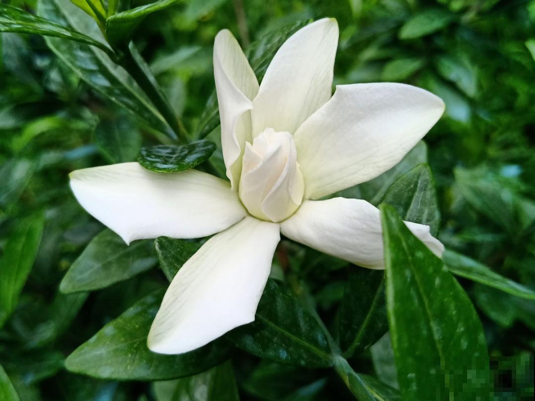 3个症状，说明花缺肥了，赶快补上，下个月大爆花