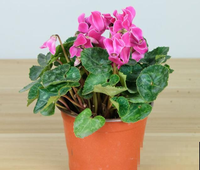 仙客来烂根，切掉烂根消消毒，还能长新芽