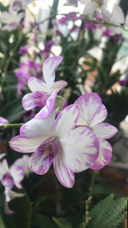 超级耐阴的植物，不用光也能长得旺，还能呼呼开花