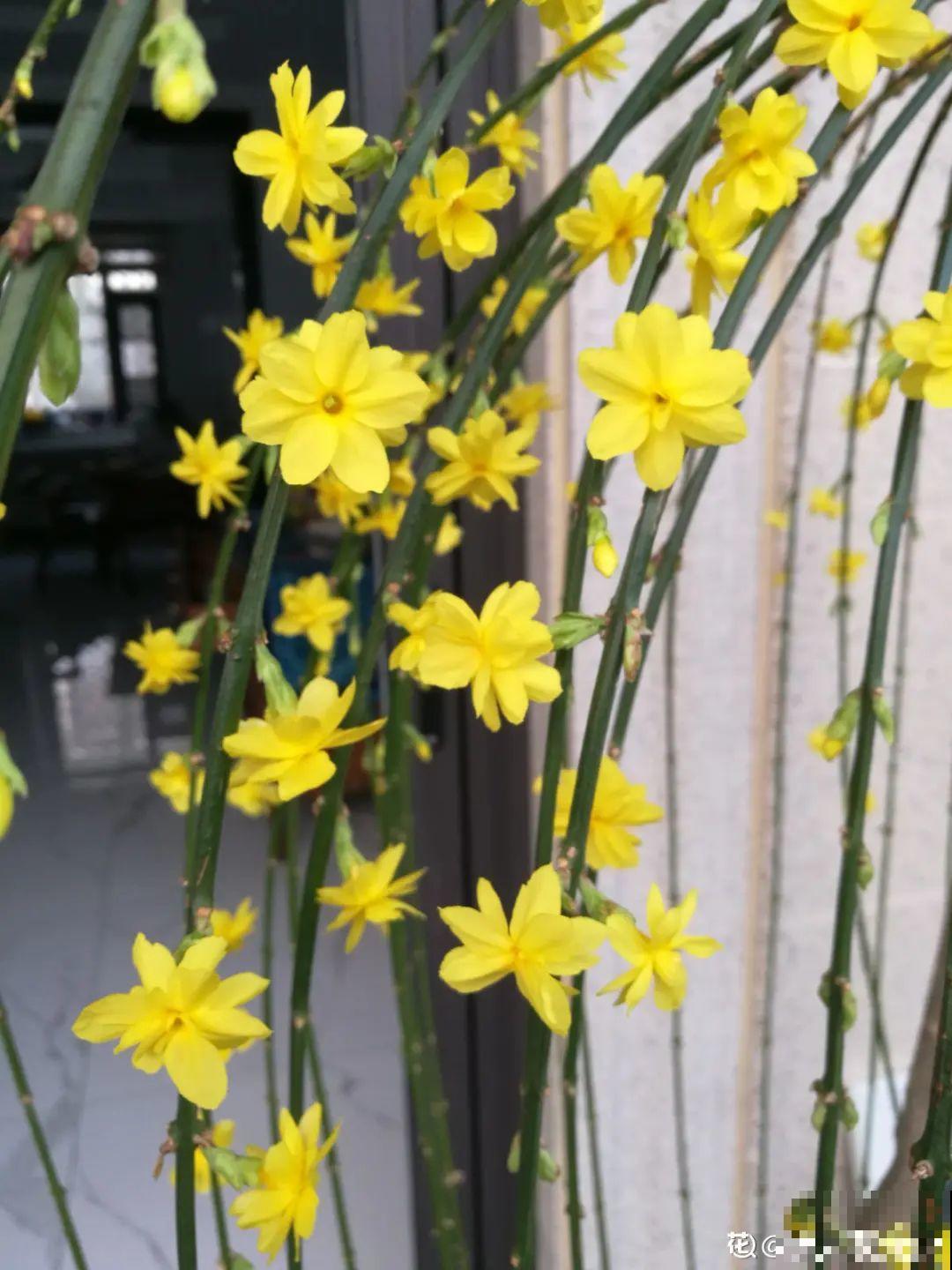 立春了，10种花最先上肥料，今年呼呼开到爆