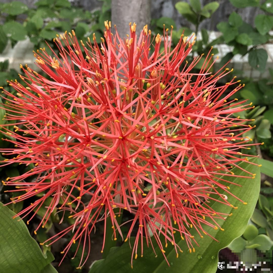 过年烟花没看够，快养这9种花，开花更美