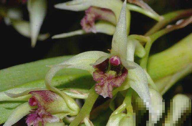 名牌香水的源头香味，就是这9种花香，随便养一种就是赚到