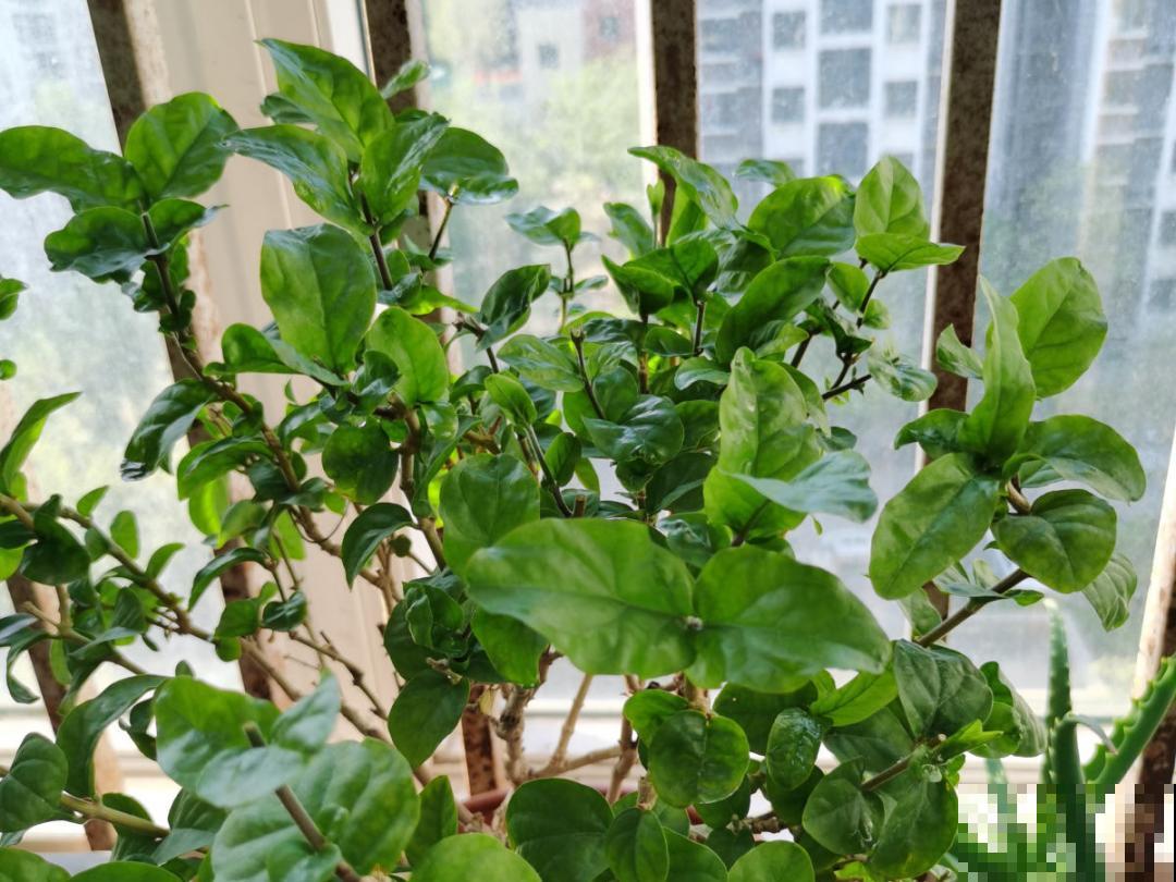 3个症状，说明花缺肥了，赶快补上，下个月大爆花