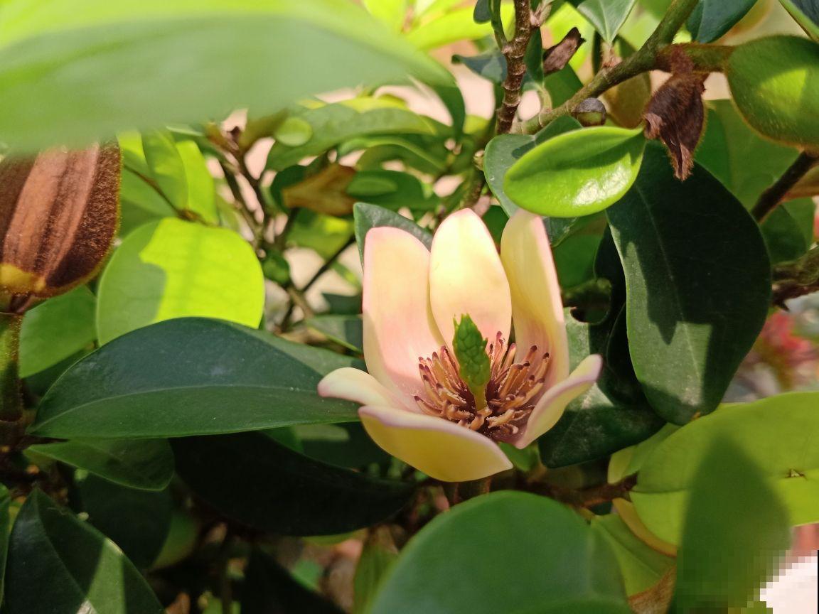 名字不吉利的4种花,开花太美,忍不住要养 名字不吉利的4种花,开花太美,忍不住要养