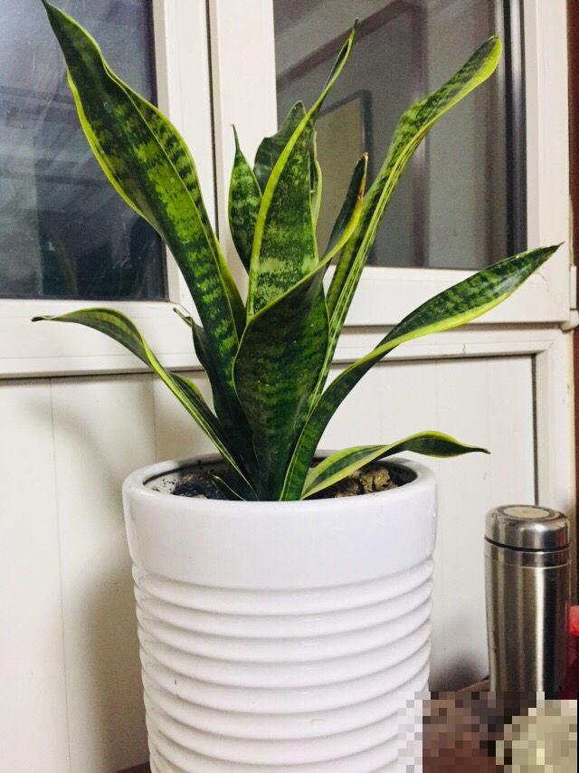 虎皮兰东倒西歪，晒晒太阳马上直挺挺