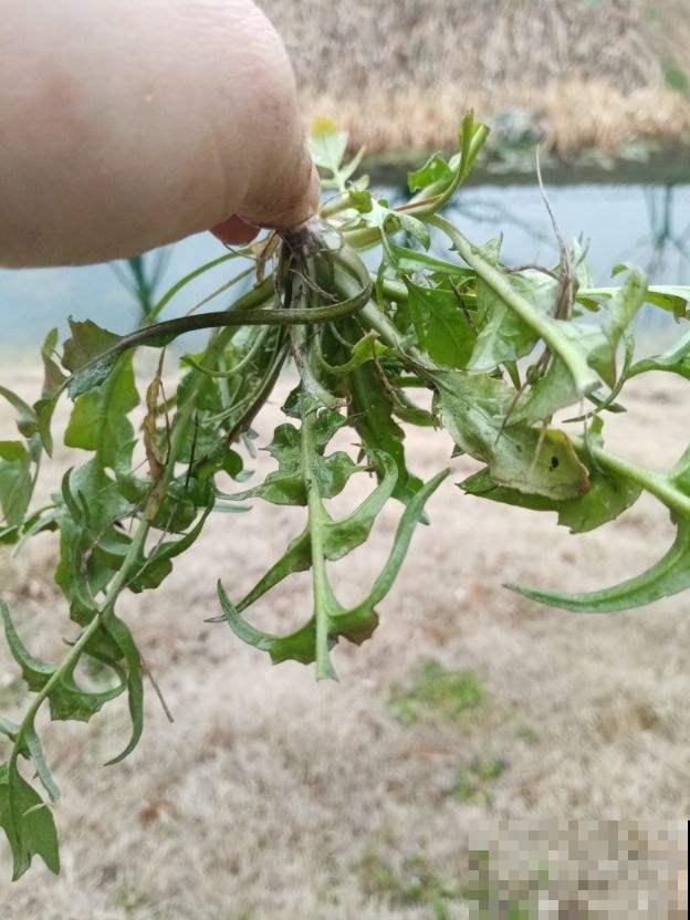 春天来一盘荠菜,变着花样做,好处特别多 春天来一盘荠菜,变着花样做,好处特别多