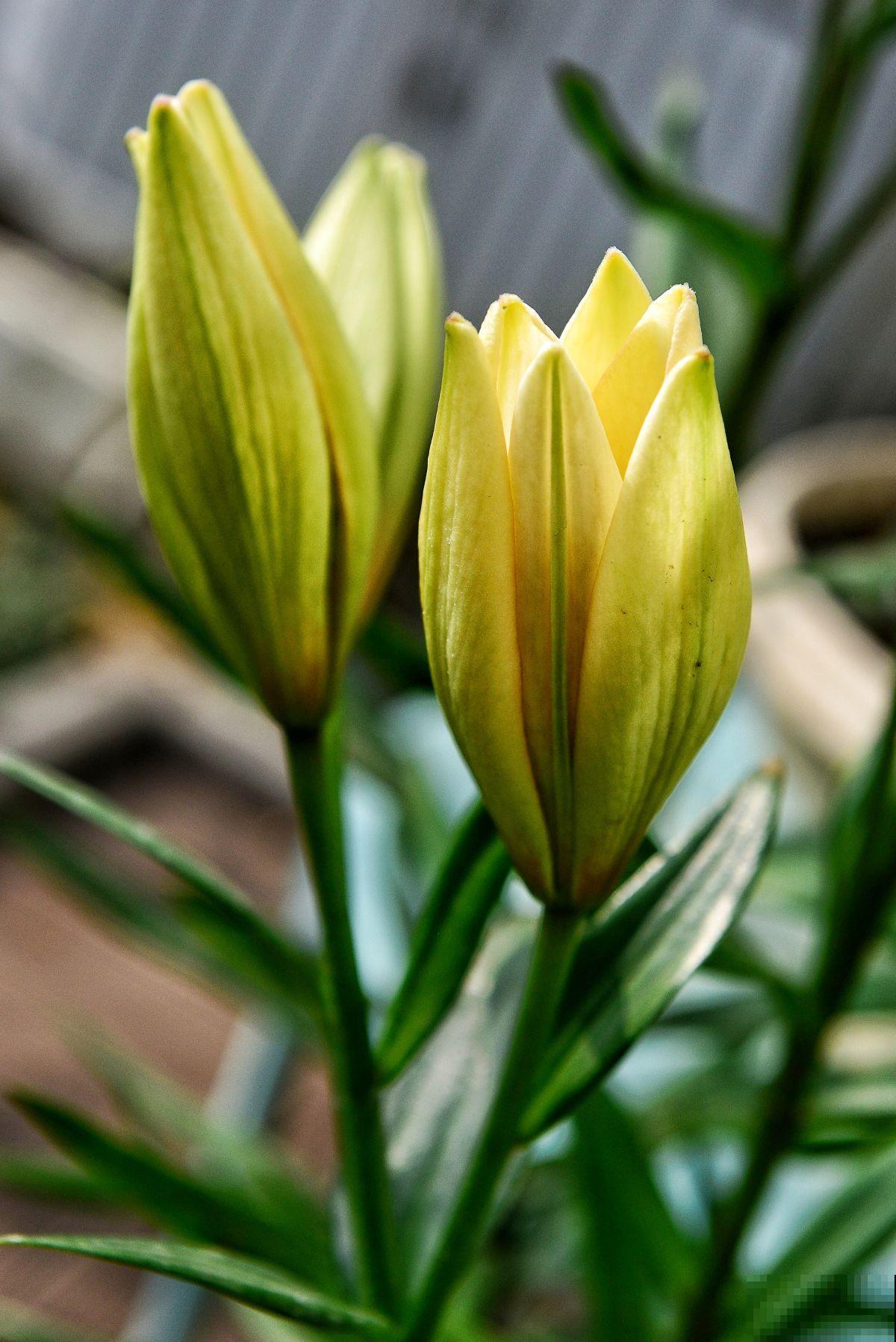 好看又好养的4种“种球花”，一年养出一窝崽，真壮观