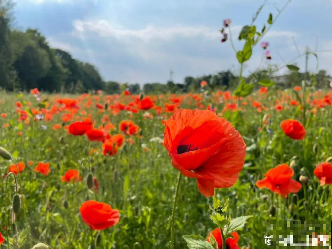 8种不“吉利花”，养在家里“有麻烦”，到底扔不扔？