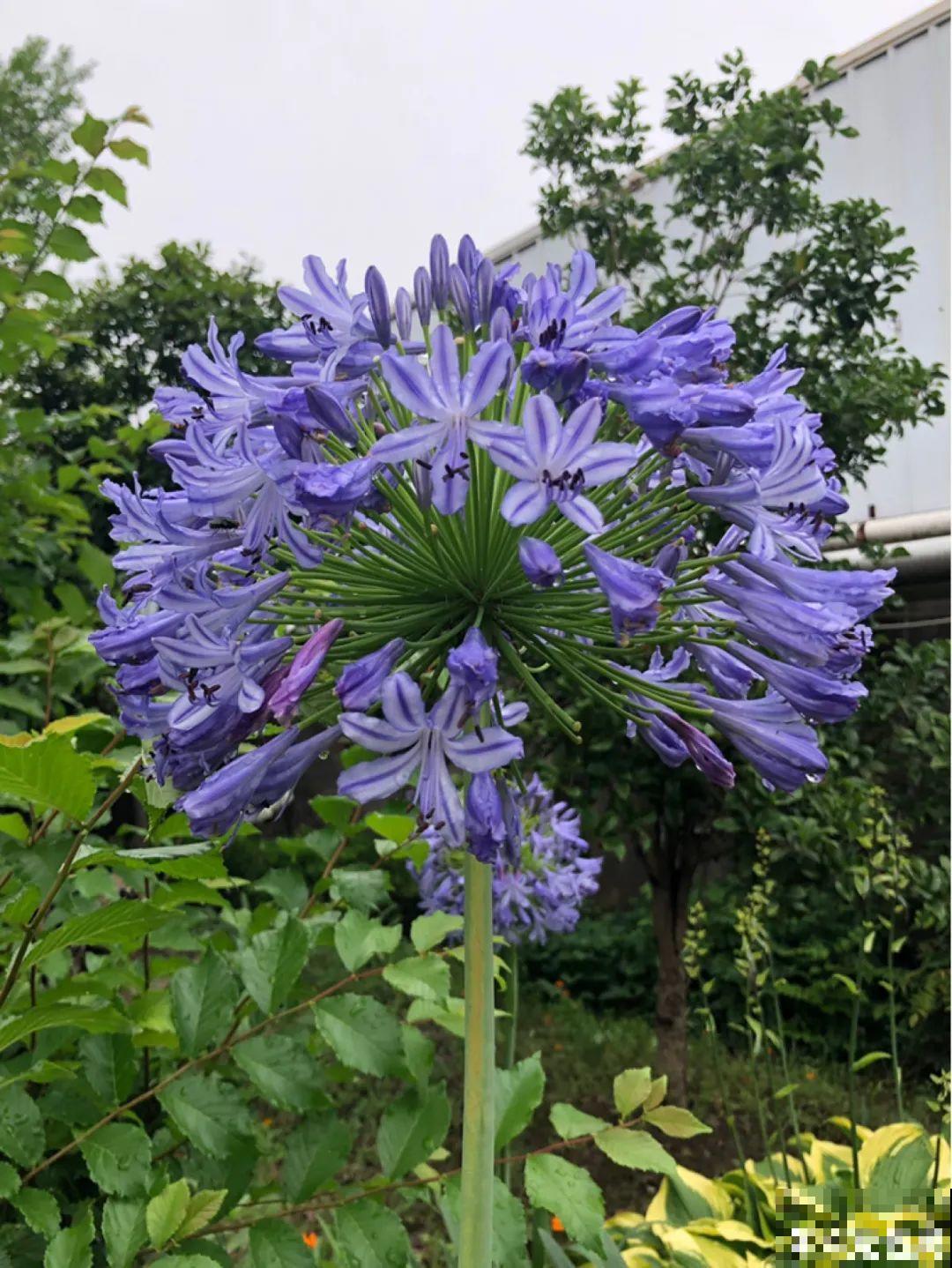 过年烟花没看够，快养这9种花，开花更美