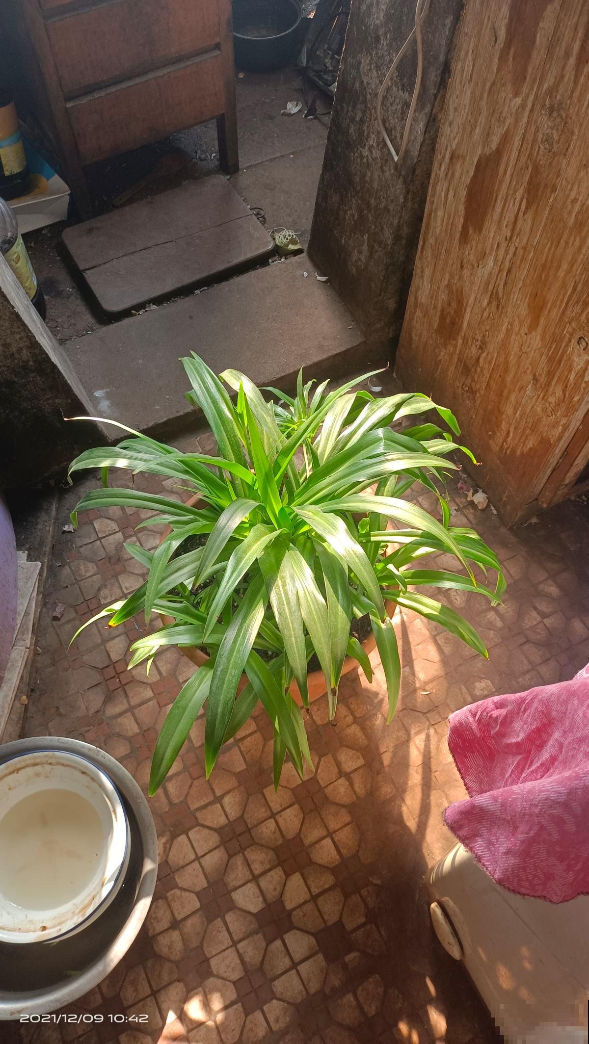 4种花吸废气制氧气,养在家里养人养身心,关键是好养 4种花吸废气制氧气,养在家里养人养身心,关键是好养